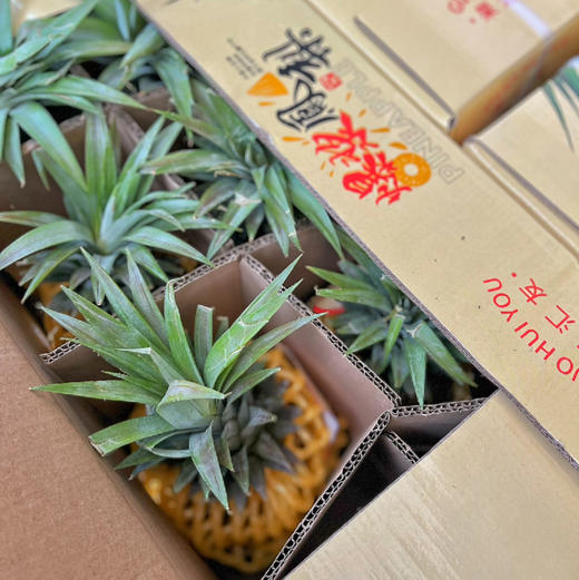 【金钻凤梨】酸甜比例完美，香味浓郁，甜嫩多汁，海南树上熟凤梨 商品图1