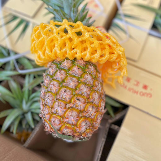 【金钻凤梨】酸甜比例完美，香味浓郁，甜嫩多汁，海南树上熟凤梨 商品图0