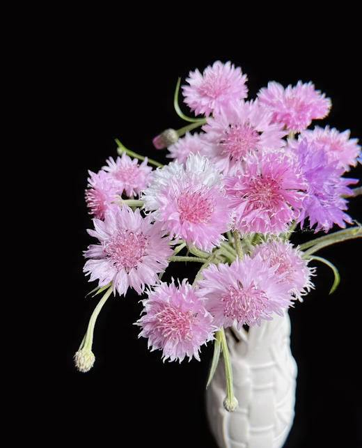 【遇见幸福】矢车菊  若干枝/扎  多色可选 商品图3