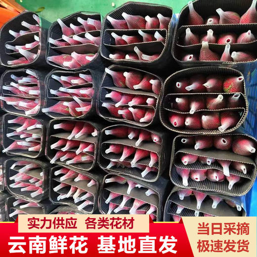 云南昆明玫瑰花鲜花批发基地卡罗拉红玫瑰鲜切花直发婚庆节日用花 商品图0