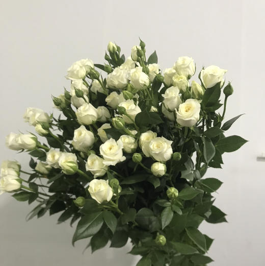 多头玫瑰·白泡泡 商品图2