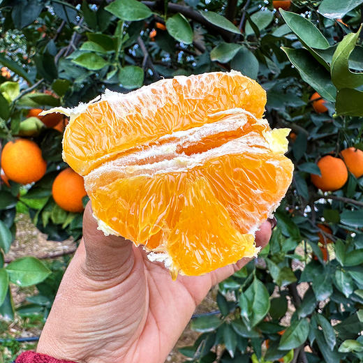 特惠活动『秭归福罗斯特脐橙』江边果园，新鲜春橙，浓甜爆汁，肉嫩无籽 商品图14