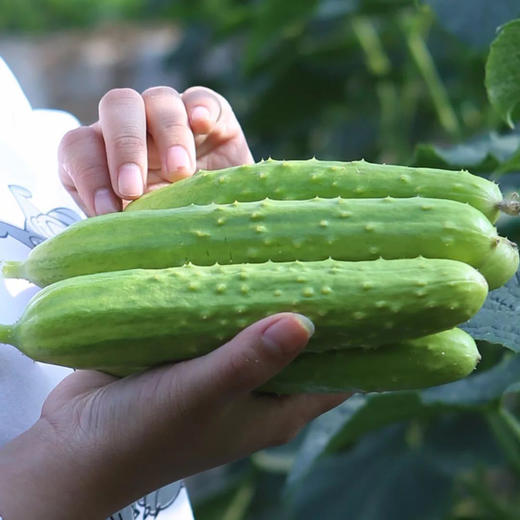 海阳白玉黄瓜 商品图2