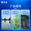 华畜青苔分解酶鱼塘净水除藻剂不伤害水草鱼虾蟹保苗稳水水产养殖 商品缩略图2