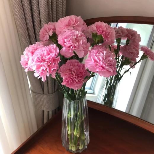 康乃馨鲜花云南昆明单头康鲜切花基地女神节母亲节教师节礼物女神节 商品图12