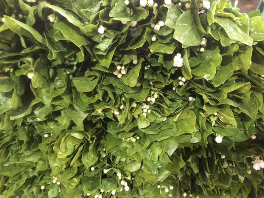 茉莉花 商品图2