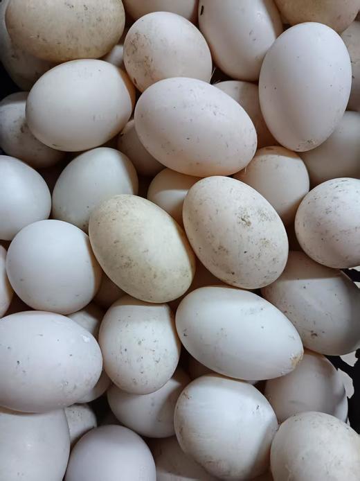 双黄雁蛋10个 商品图0