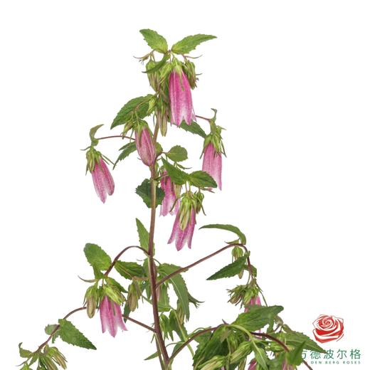 紫斑风铃 商品图2