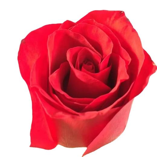 云南昆明玫瑰花鲜花批发基地卡罗拉红玫瑰鲜切花直发婚庆节日用花 商品图4