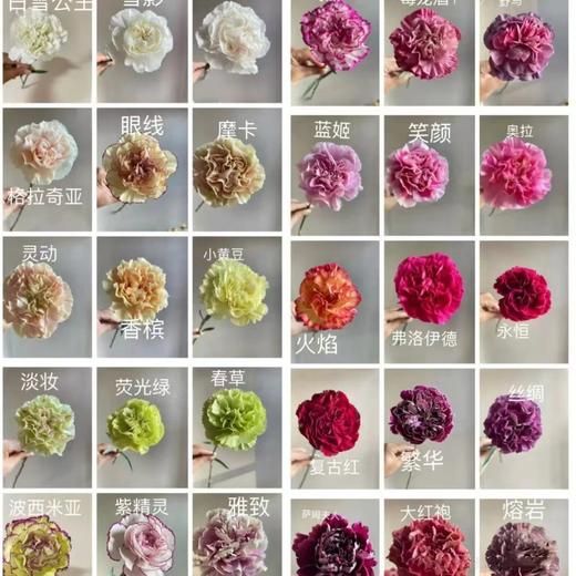 康乃馨鲜花云南昆明单头康鲜切花基地女神节母亲节教师节礼物女神节 商品图5