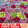 康乃馨鲜花云南昆明单头康鲜切花基地女神节母亲节教师节礼物女神节 商品缩略图0