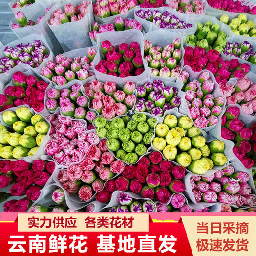 康乃馨鲜花云南昆明单头康鲜切花基地女神节母亲节教师节礼物女神节 商品图0