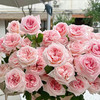 顺丰冷链云南玫瑰鲜花新鲜到家基地直发家用水培鲜切花节日礼物女神节 商品缩略图1