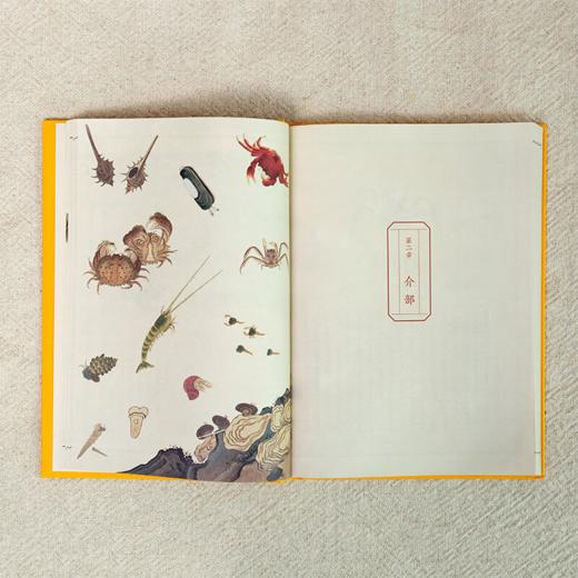 《海错图笔记》张辰亮 著 给孩子的科普书籍图鉴小亮老师 商品图2