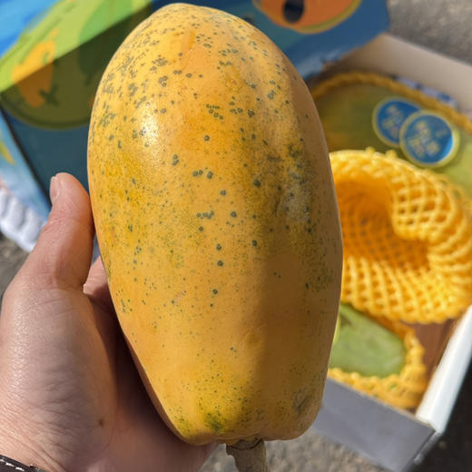 海南树熟蜂糖木瓜 商品图2