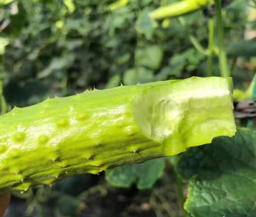 海阳白玉黄瓜 商品图3