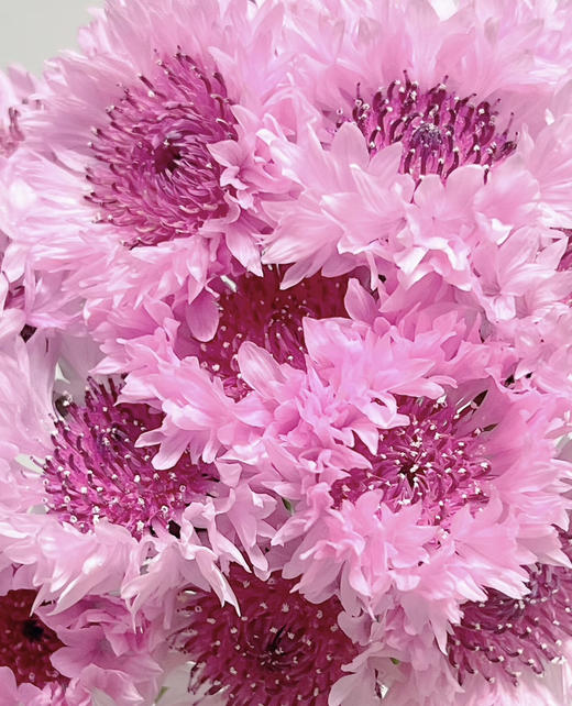 【遇见幸福】矢车菊  若干枝/扎  多色可选 商品图5