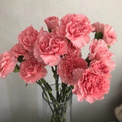 康乃馨鲜花云南昆明单头康鲜切花基地女神节母亲节教师节礼物女神节 商品图7