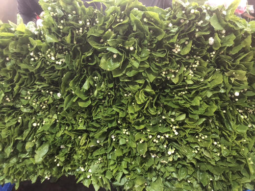 茉莉花 商品图3