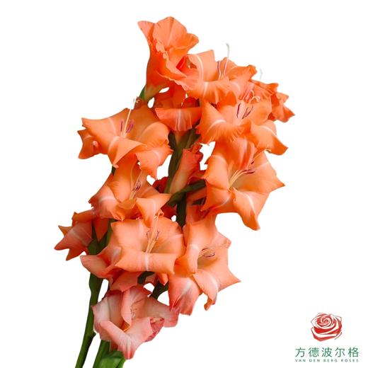 剑兰-暴风雨 商品图0