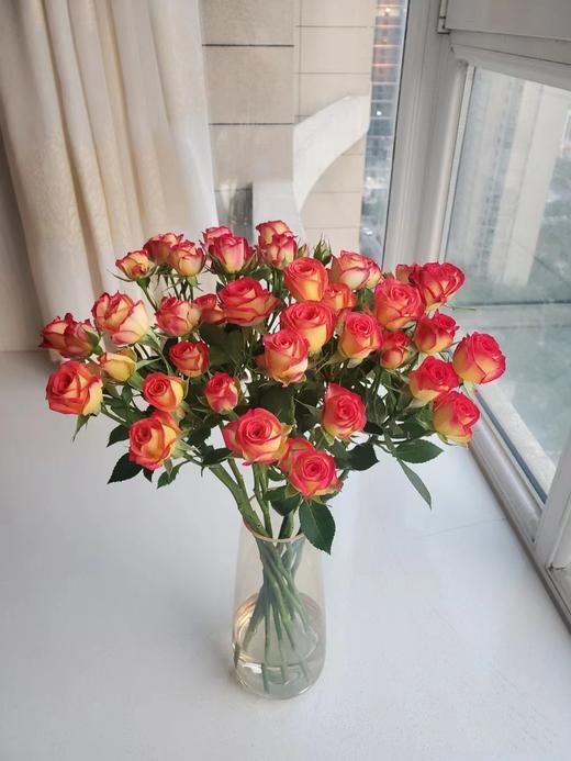 云南昆明多头玫瑰鲜花蔷薇小玫瑰基地直批水养花婚庆花店用花女神节 商品图8