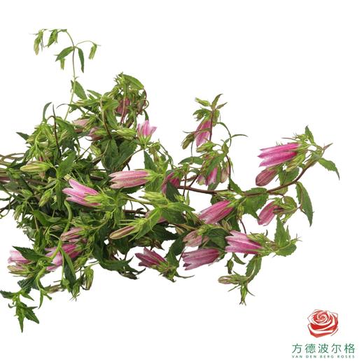 紫斑风铃 商品图1