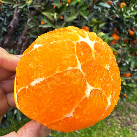 特惠活动『秭归福罗斯特脐橙』江边果园，新鲜春橙，浓甜爆汁，肉嫩无籽 商品图12