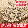 【山西静乐三色藜麦米】 粗粮好营养，让你越吃越健康，喜欢的人顿顿不离 商品缩略图1
