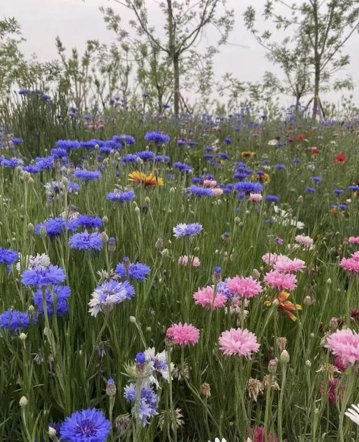 【遇见幸福】矢车菊  若干枝/扎  多色可选 商品图9