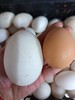 双黄雁蛋10个 商品缩略图1