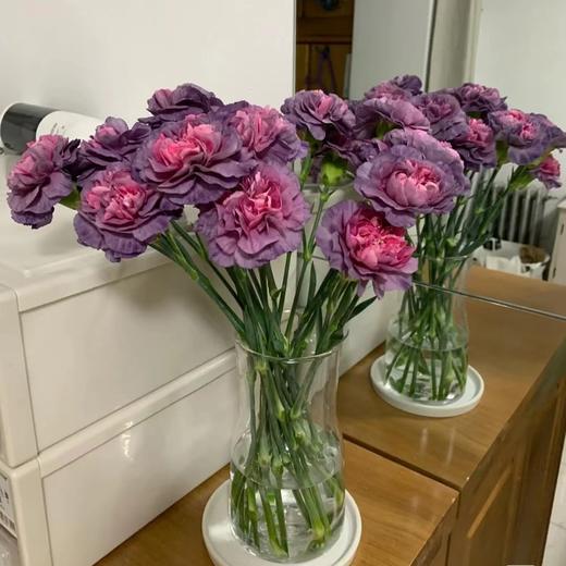 康乃馨鲜花云南昆明单头康鲜切花基地女神节母亲节教师节礼物女神节 商品图2