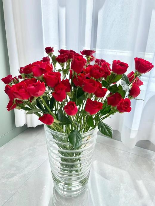 云南昆明多头玫瑰鲜花蔷薇小玫瑰基地直批水养花婚庆花店用花女神节 商品图9