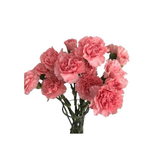 康乃馨鲜花云南昆明单头康鲜切花基地女神节母亲节教师节礼物女神节 商品图4