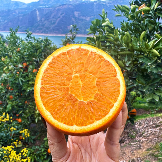 特惠活动『秭归福罗斯特脐橙』江边果园，新鲜春橙，浓甜爆汁，肉嫩无籽 商品图11