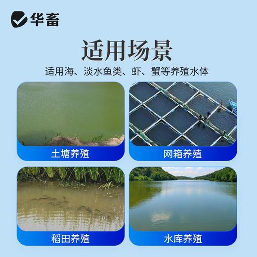 华畜青苔分解酶鱼塘净水除藻剂不伤害水草鱼虾蟹保苗稳水水产养殖 商品图3