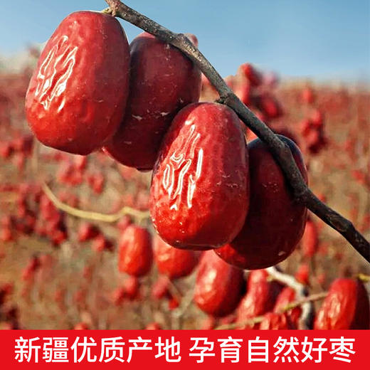 西圣喀什泽普骏枣 商品图4