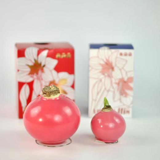 秘鲁进口巨型腊球朱顶红包邮 商品图9