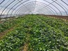 野菜夫人农场有机草莓/孕妇婴幼儿可放心吃/自然成熟/575项农残未检出/顺丰空运 商品缩略图2