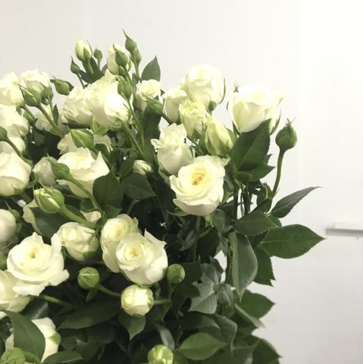 多头玫瑰·白泡泡 商品图3