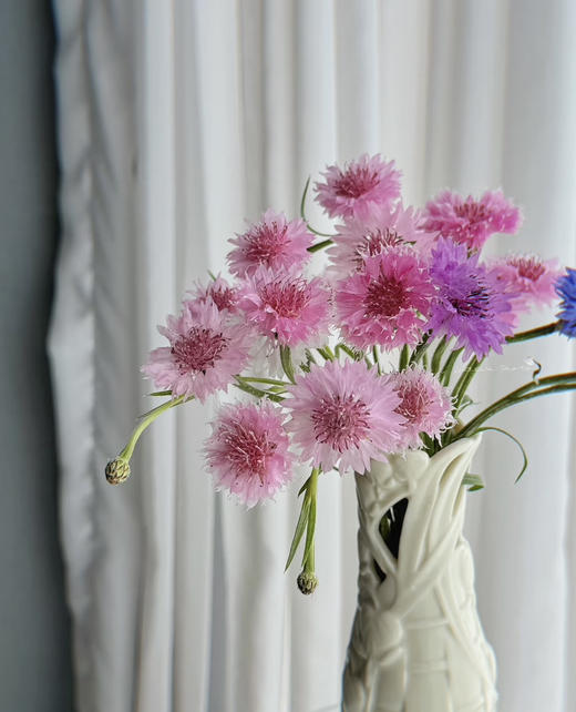 【遇见幸福】矢车菊  若干枝/扎  多色可选 商品图2