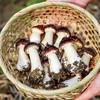 赤松茸【现采现发，顺丰快递，及时签收并冰箱保存】 商品缩略图0