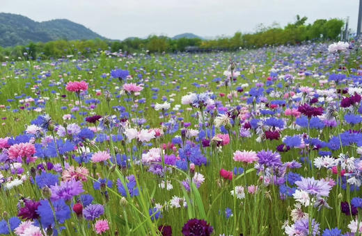 【遇见幸福】矢车菊  若干枝/扎  多色可选 商品图8