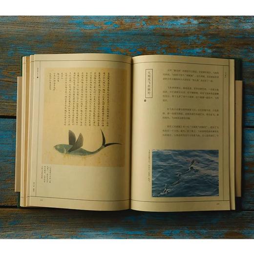 《海错图笔记》张辰亮 著 给孩子的科普书籍图鉴小亮老师 商品图8