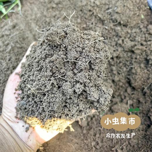 有机水果洋葱 5斤/箱 | 合作农友生产，来自河北张家口，生产者：野菜夫人 *【公平贸易农人定价】 商品图5