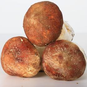 2025 白桑关 赤松茸 500g