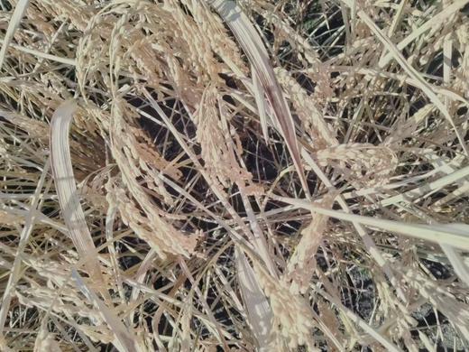 东北五常大米 · 农家大米 鲜米现磨  5斤装/10斤装 一件包邮到家 商品图13