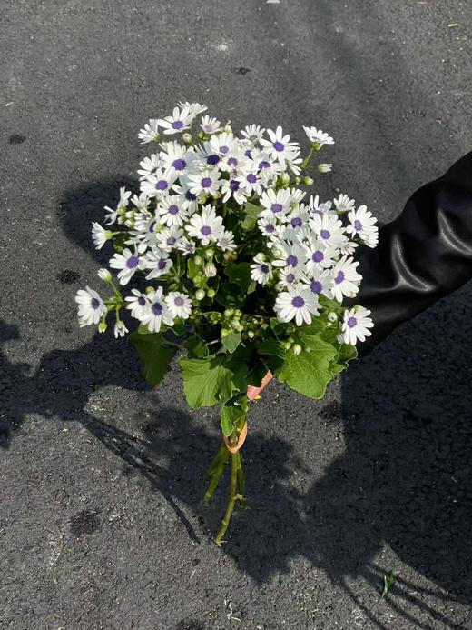 精品日本进口小众高端花材瓜叶菊鲜切花多色选择 商品图6