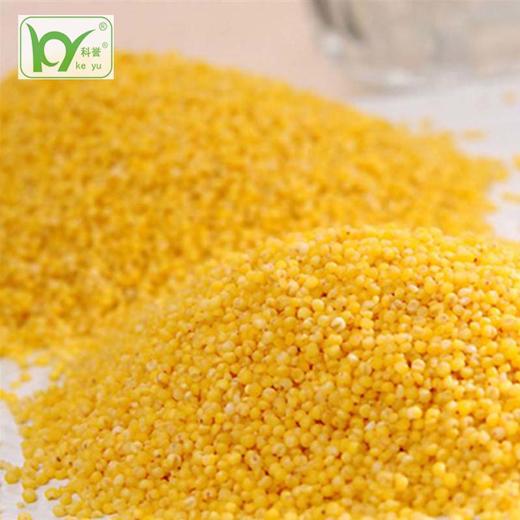 【贵州帮扶】科誉丨黄小米 400g*2袋 商品图3