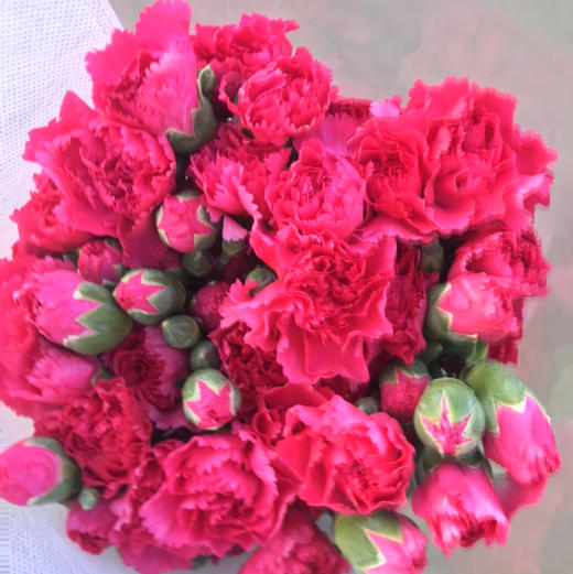 多头康乃馨·桃红色 商品图2