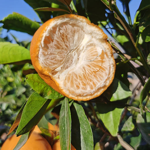 蜜沃·云南高原沃柑大果5斤/9斤/礼盒装 商品图2